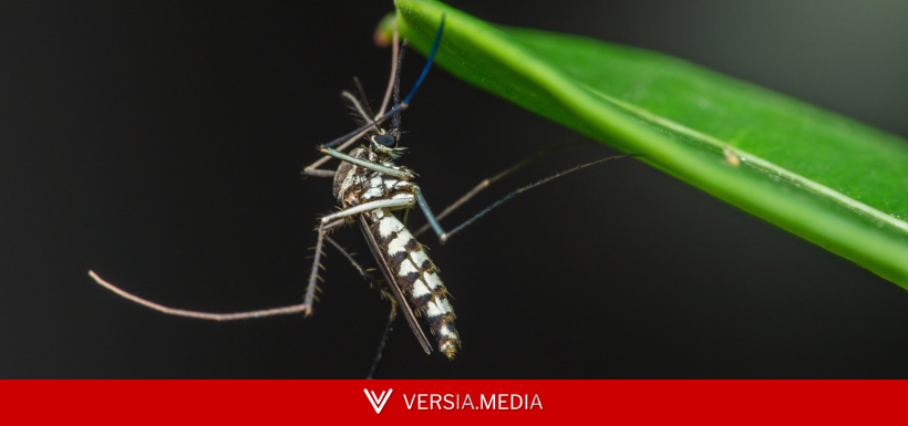 Zoom sur le moustique tigre : un potentiel vecteur de maladies